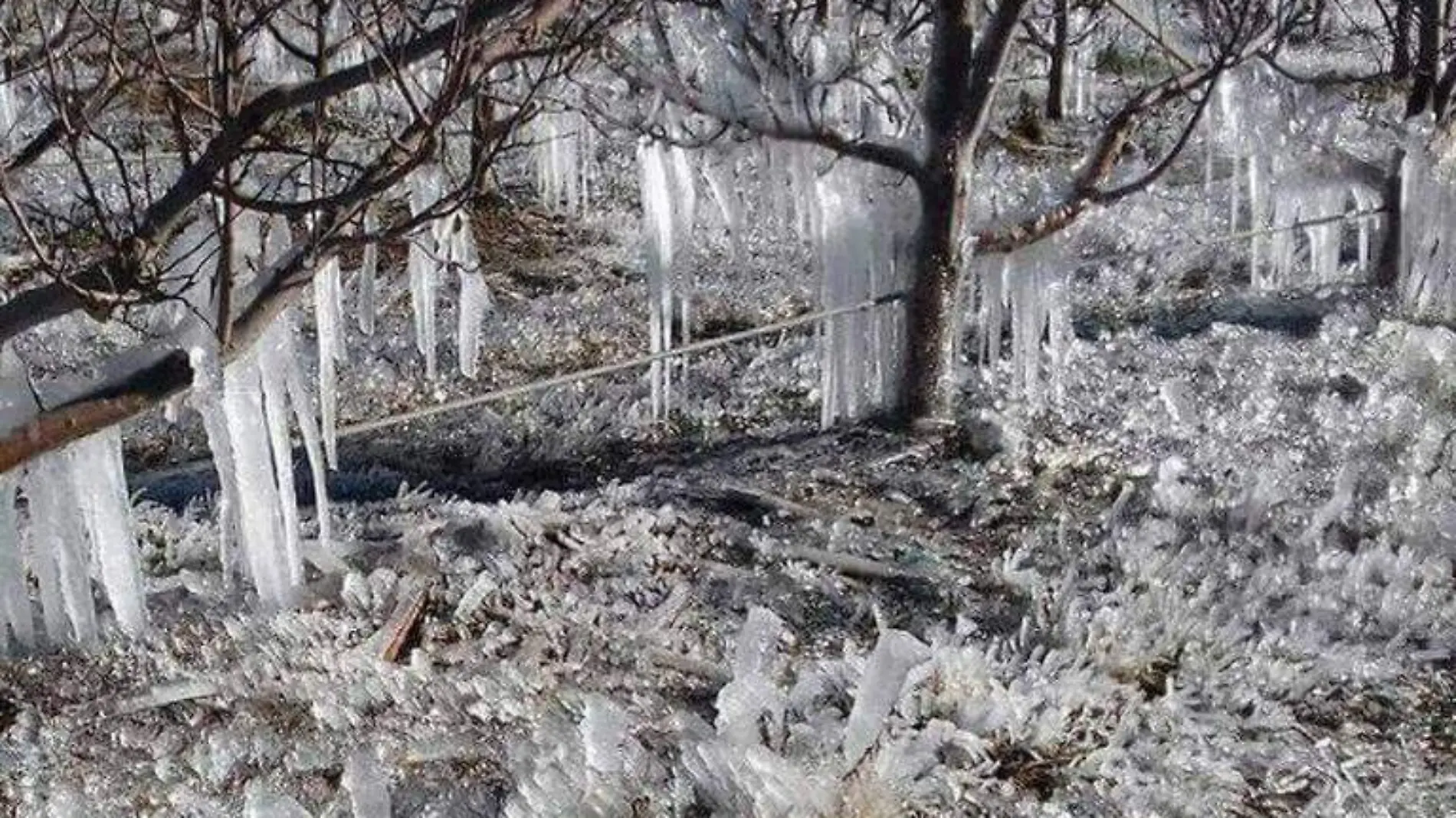 heladas en chihuahua